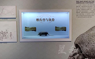 天津国家海洋博物馆 - 雕齿兽和犰狳 - 透明柜